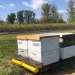 Honey bee boxes. Photo: OSU